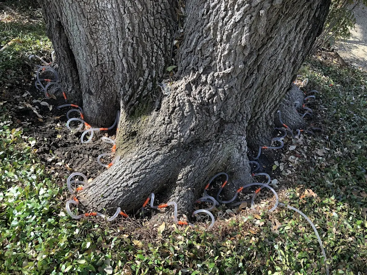 Detailed Tree Cabling and Bracing job site in Malin