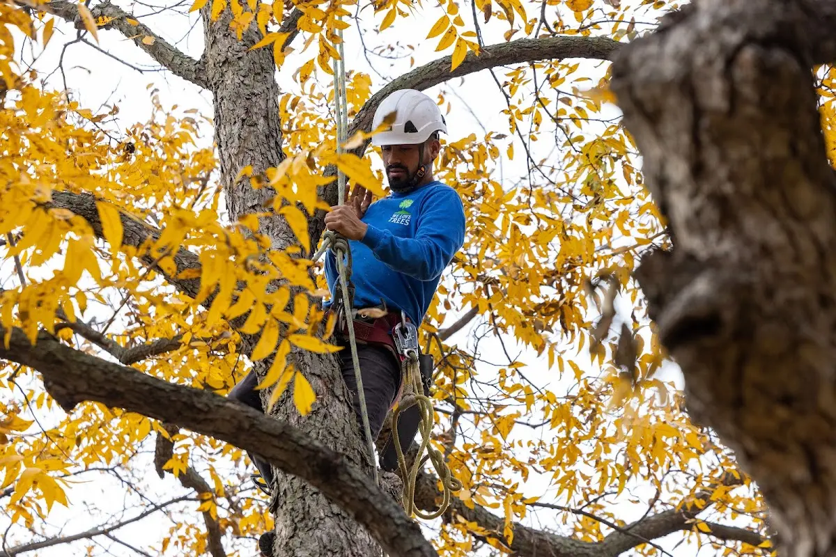 Skilled Tree Transplanting crew working in Malin