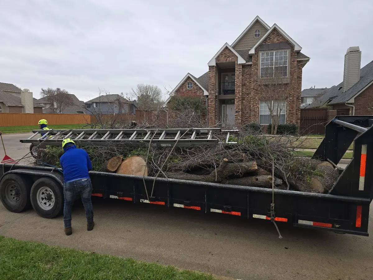 Expert Tree Removal with proper safety equipment in Malin